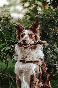 Trança bovina M - Natuka