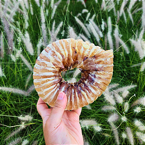 Traqueia Redonda - LUV