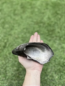 Casco de búfalo - Paparico