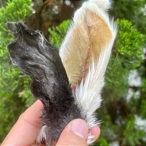 Orelha de Coelho (8 un.) - Raw Raw