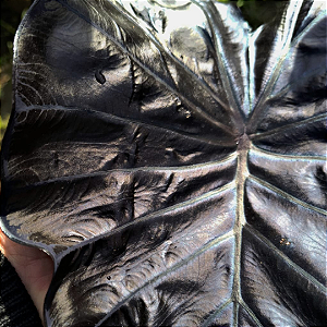 Colocasia Black Swan (Black coral) #5