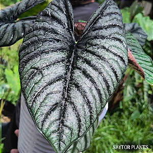 Alocasia Nebula Imperialis
