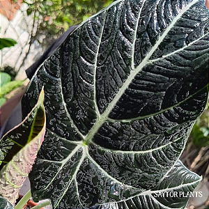 Alocasia Black Velvet