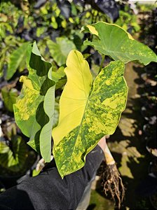 Colocasia Yellow Splash #18