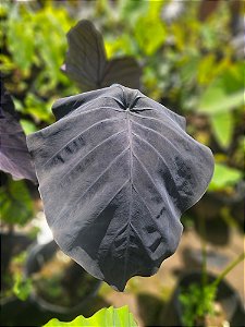 ⚜️ Colocasia Leviatã #29 - Híbrido Saytor Plants