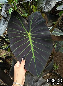 Colocasia Cronos #28 - Híbrido Saytor Plants