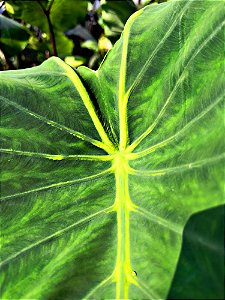Colocasia Eva #30 - Híbrido Saytor Plants