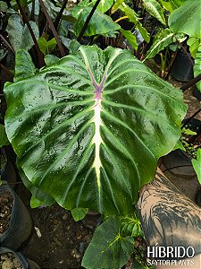Colocasia Adam #31 - Híbrido Saytor Plants