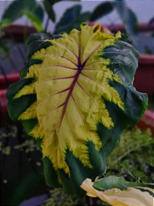 Colocasia Light Pillar #33