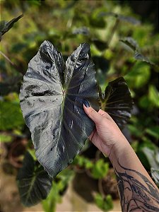 Colocasia Stark #42 - Híbrido Saytor Plants