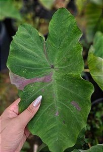 Colocasia Siam Ruby #38