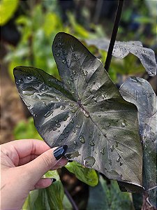 🎃 Colocasia New Moon #36 - Híbrido Saytor Plants