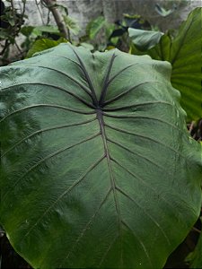 🎃 Colocasia Triangularis #35