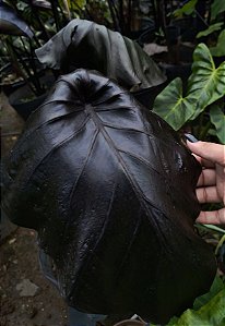 🎃 KIT 4 - Coleção VIP Encantos Macabros