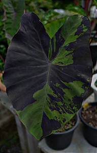 🧪 KIT 2 - Coleção Avançada da Noite Eterna