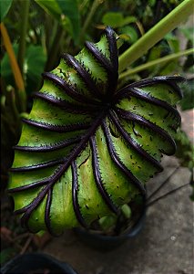 KIT 1 - Coleção Básica