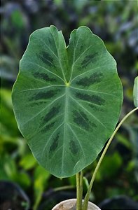 Colocasia Jenningsii Affinis #46