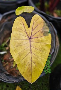 Colocasia Canary #48