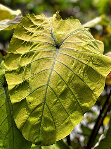 Colocasia Canary #48