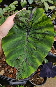 ⚜️ Colocasia Apuã #43 - Híbrido Saytor Plants