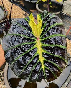 Colocasia Tossakan #44