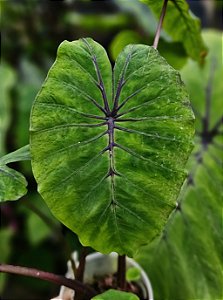 ⚜️ #49 Urupã - HÍBRIDO SAYTOR PLANTS