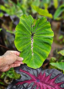 ⚜️ Colocasia Alpha #47 - Híbrido Saytor Plants