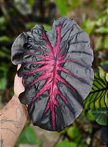 ⚜️ #50 Ryuk - HÍBRIDO SAYTOR PLANTS