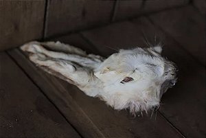 Cabeça de Coelho Lecker