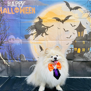 Gravata Fantasma para Pet – O Toque Assustadoramente Fofo do Halloween