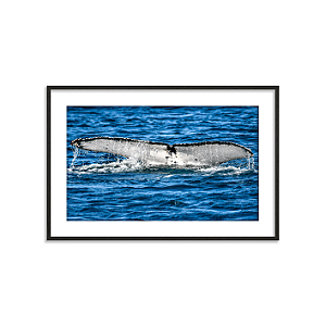 Rabo de baleia (Arraial do Cabo, RJ)