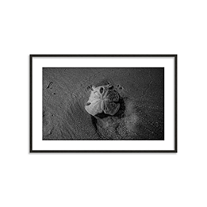 Bolacha do Mar (Playa de Santa Teresa, Costa Rica)