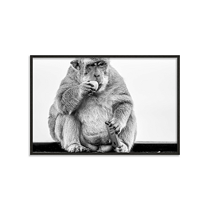 Macaca Balinesa (Bali, Indonésia)