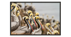 Pelicanos (Punta Hermosa, Peru)