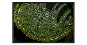 Vitória Régia (Rio de Janeiro, RJ)