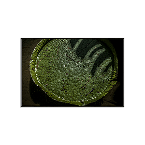 Vitória Régia (Rio de Janeiro, RJ)