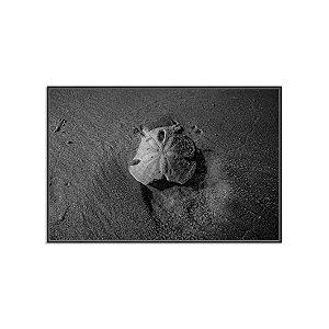 Bolacha do Mar (Playa de Santa Teresa, Costa Rica)