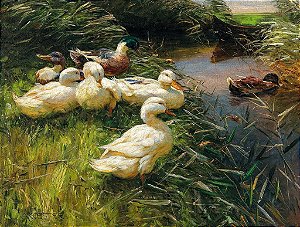 Patos à beira do lago - Alexander Koester