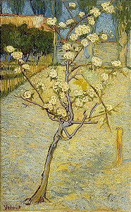 Pequena pereira em flor - Vincent van Gogh