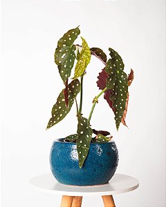 BEGÔNIA MACULATA EM VASO DE VIETNAMITA