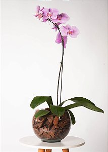 ORQUÍDEA NO CACHEPOT DE VIDRO