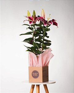 LÍRIO PERFUMADO ROSA PLANTADO