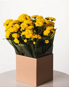 MINI MARGARIDAS