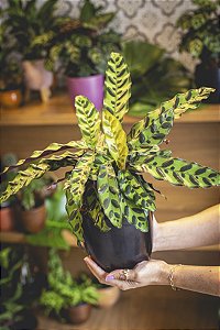 CALATHEA INSIGNIS