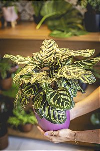 CALATHEA MAKOYANA