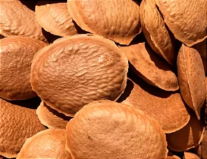 Chá semente de sucupira