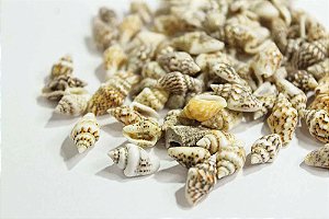 Mini Decoraçōes - Conchinhas - 20g