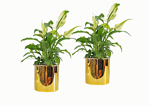 Vaso Metalizado  Dourado (Plástico)