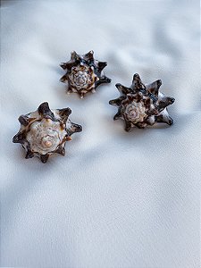 Anel de Concha - Estrela