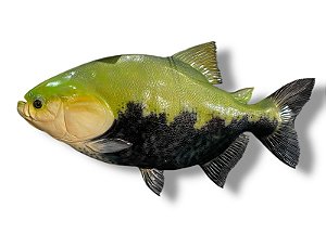 Peixe Tambaqui de Parede de Resina Ornamental